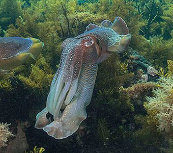 diving tours australia 5 incredible Australian marine encounters, 5 reasons to #diveherethisyear. In Australia, we have some of the most amazing diving experiences in the world