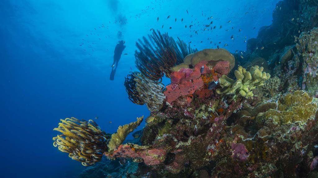 1 Diving Christmas Island | Our Top 10 Best Dives on Christmas Island