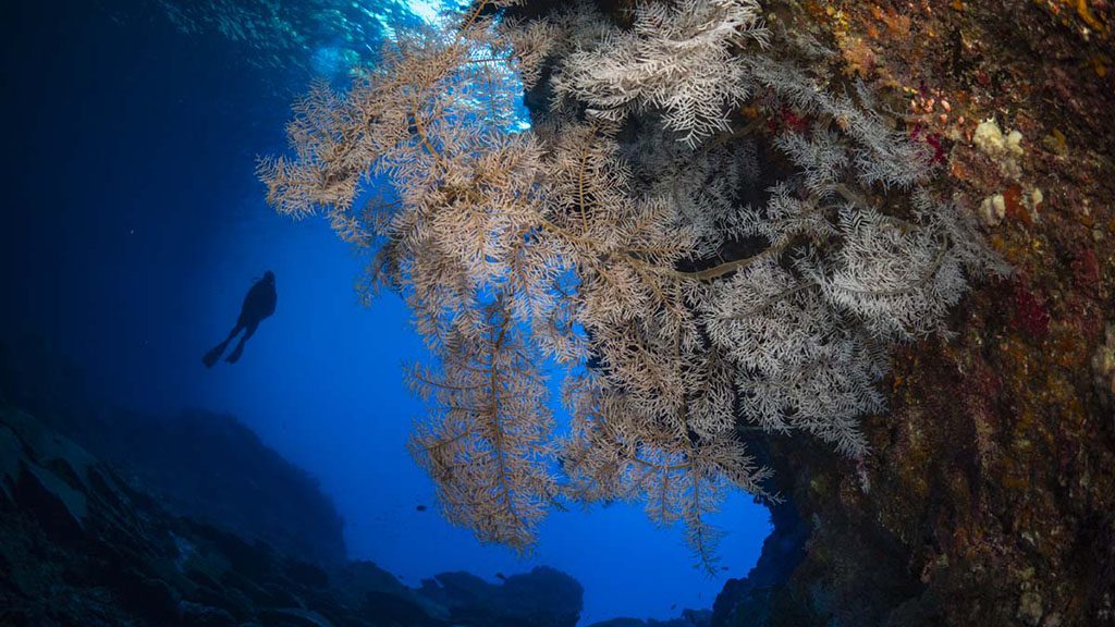 11 Diving Christmas Island | Our Top 10 Best Dives on Christmas Island