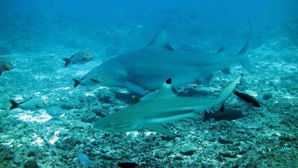 13 barefoot kuata resort yasawa islands fiji kuata awakening shark dive 3258