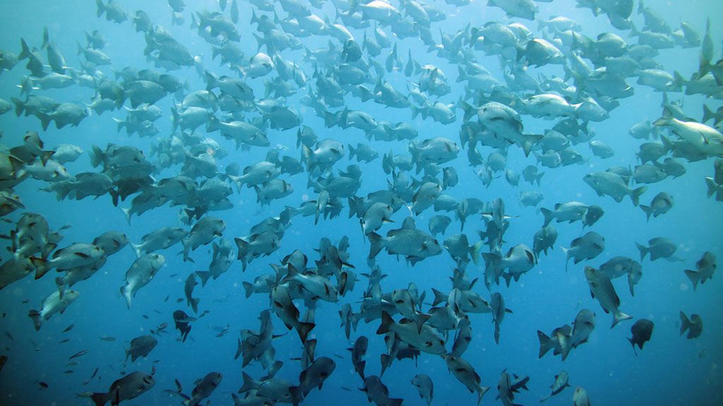 8 dives sites you should add to your Great Barrier Reef Bucket List, selected by the experts: Master Reef Guides in Cairns and Port Douglas.