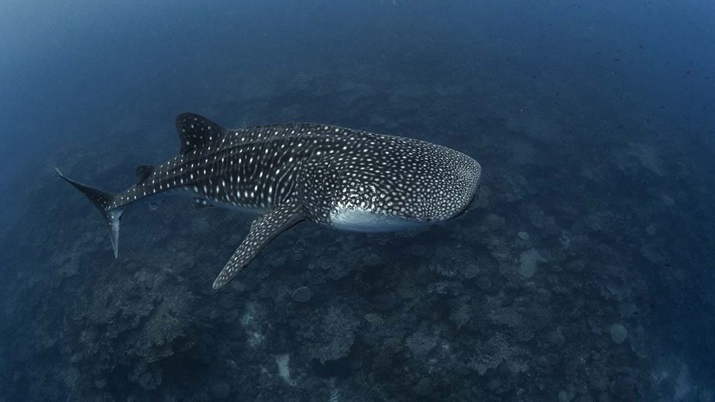 2 Diving Christmas Island | Our Top 10 Best Dives on Christmas Island