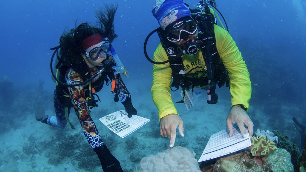 3- 5 Ways to help save the Great Barrier Reef | Reef Restoration Projects - Citizen Science Tour Passions of Paradise
