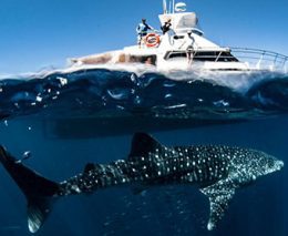 What do we know about whale sharks? Very little. Here are five of the most amazing new facts about Whale Sharks by Echidna Walkabout Tours' Janine Duffy.