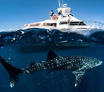 What do we know about whale sharks? Very little. Here are five of the most amazing new facts about Whale Sharks by Echidna Walkabout Tours' Janine Duffy.