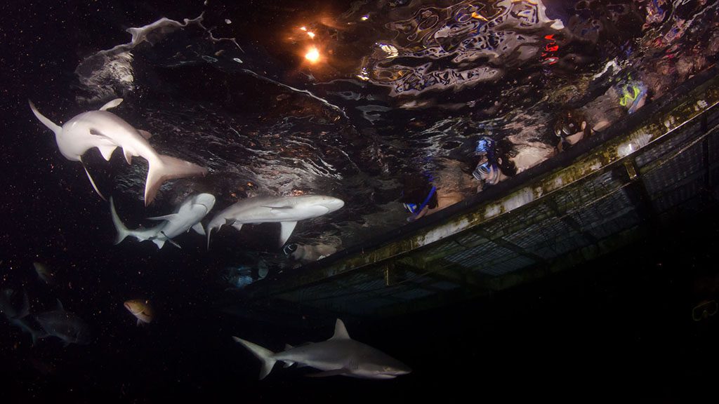 5 divers den oceanquest liveaboard great barrier reef australia watching the sharks