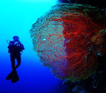 Timor-Leste at the centre of the Coral Triangle, is one of the world's most ecologically diverse - and least explored diving destinations.
