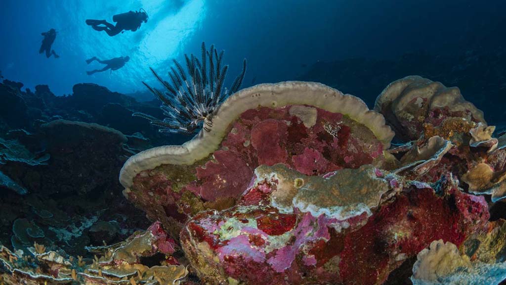 7 Diving Christmas Island | Our Top 10 Best Dives on Christmas Island