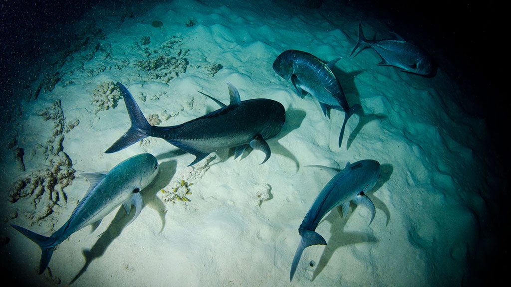 7 divers den oceanquest liveaboard great barrier reef australia night diving