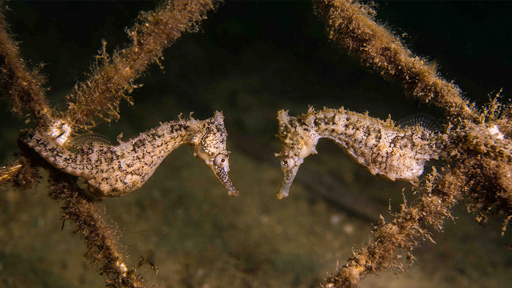 9 Friends of Chowder Bay Clean Up | Clifton Gardens #DiveAgainstDebris - White S Seahorses