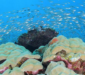 8 dives sites you should add to your Great Barrier Reef Bucket List, selected by the experts: Master Reef Guides in Cairns and Port Douglas.