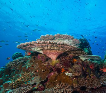 Diving Vanuatu has broad appeal with diving to suit all skill levels & budget from backpacker to cruise passengers. Learn to dive with friendly instructors.