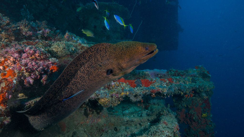 Vanuatu santo allan power coolidge ness moray eel jj38390