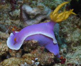 Anilao scuba diving muck diving offers a diversity of critters: mimic octopus, flamboyant cuttlefish, frogfish, stargazers, pygmy seahorses & scorpionfish