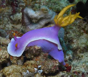 Anilao scuba diving muck diving offers a diversity of critters: mimic octopus, flamboyant cuttlefish, frogfish, stargazers, pygmy seahorses & scorpionfish