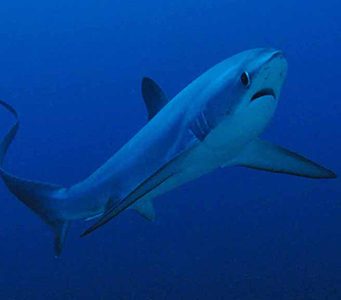 Malapascua diving resorts are your best base for diving with thresher sharks at Monad Shoal The sandy white beach island has coral gardens & muck diving too