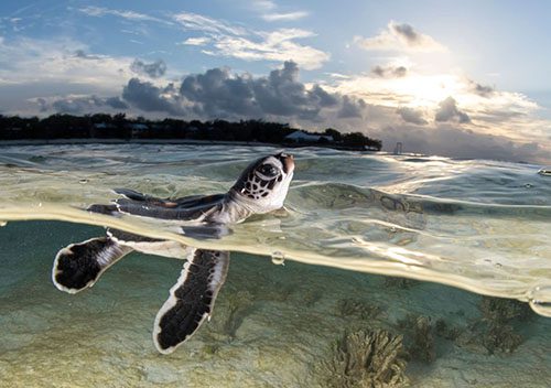 Heron island alex kydd hatch gantry sp