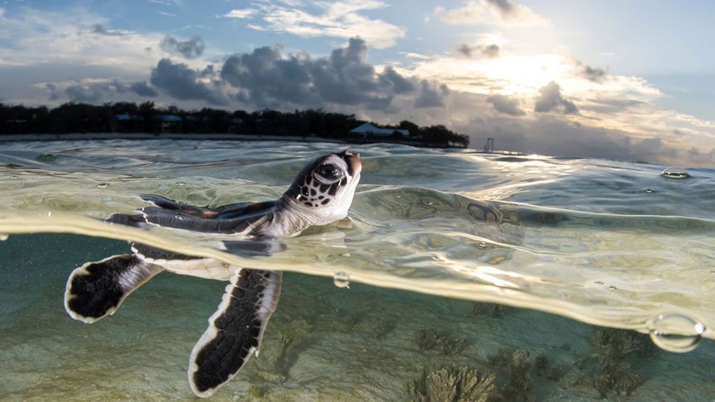 Heron island alex kydd hatch gantry