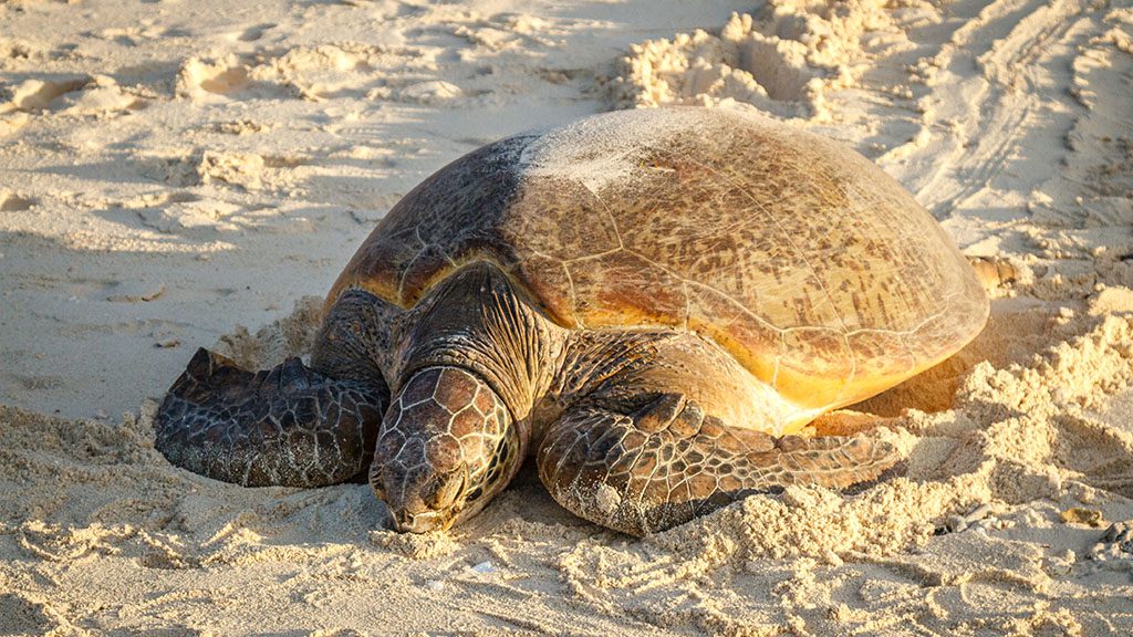 Heron island nesting green turtle shutterstock 794487622 1024