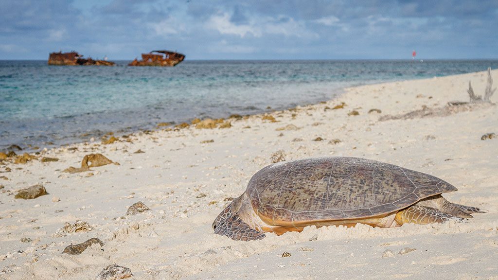 Heron island nesting green turtle shutterstock 794499133 1024
