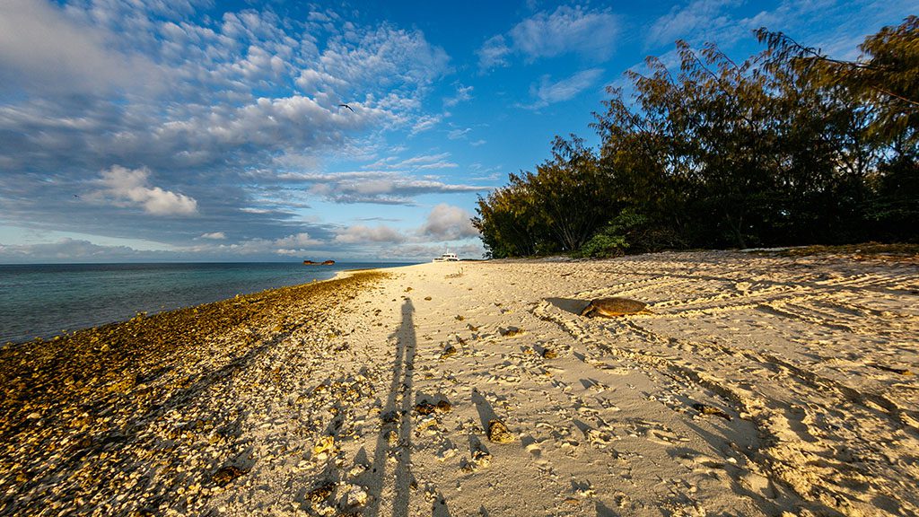 Heron island nesting turtle beach sunrise shutterstock 794506780 1024