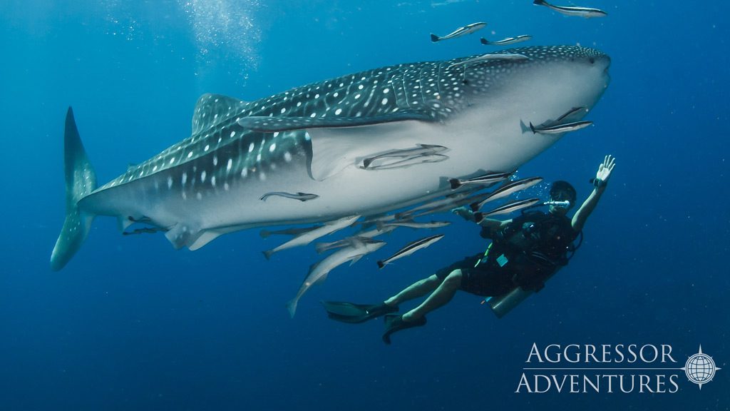 Thailand Aggressor with Similans and Northern Andaman Sea itineraries - Diving 3