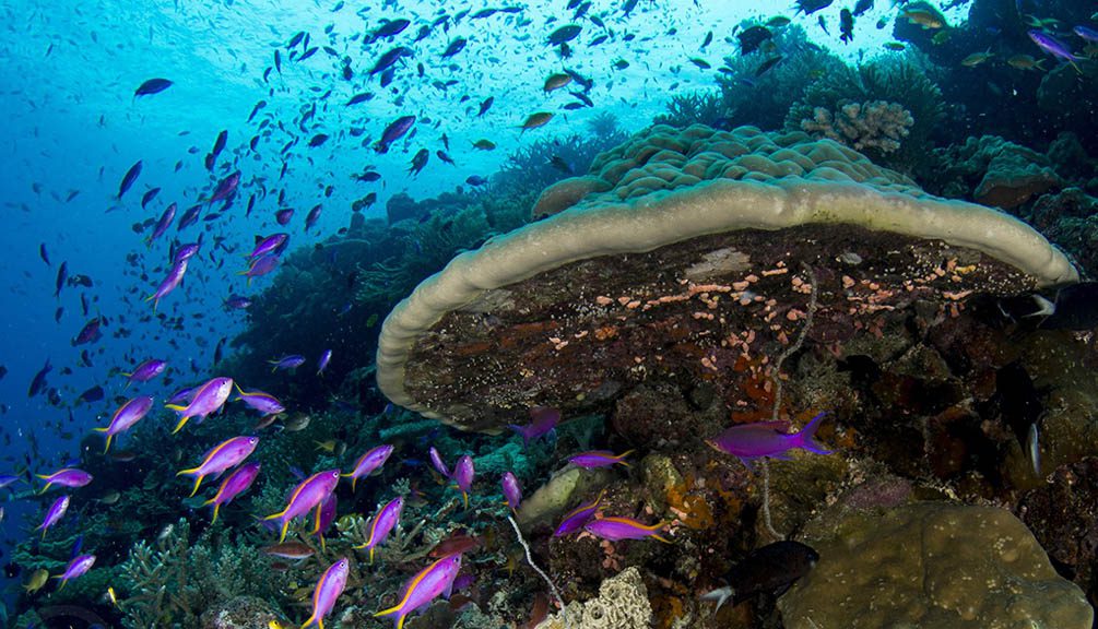 7a Tufi Dive Resort, Oro Province, PNG, Papua New Guinea credit heather sutton antheas