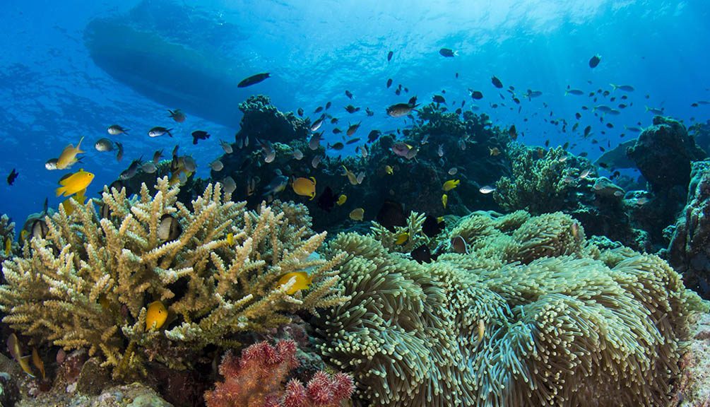 7b Tufi Dive Resort, Oro Province, PNG, Papua New Guinea credit heather sutton reef