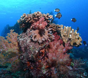 Fiji’s Beqa Lagoon was once famous for its fabulous coral reefs and called the soft coral capital of the world. Now famous for shark dives most divers miss out on the reefs