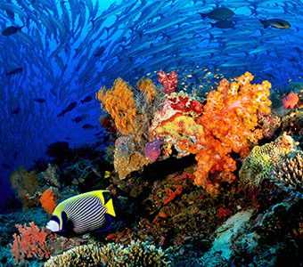 Malaysia Scuba Diving is spectacular, from the coral gardens of Tioman to the pelagic action of Sipadan Island and schooling hammerheads of Layang Layang.