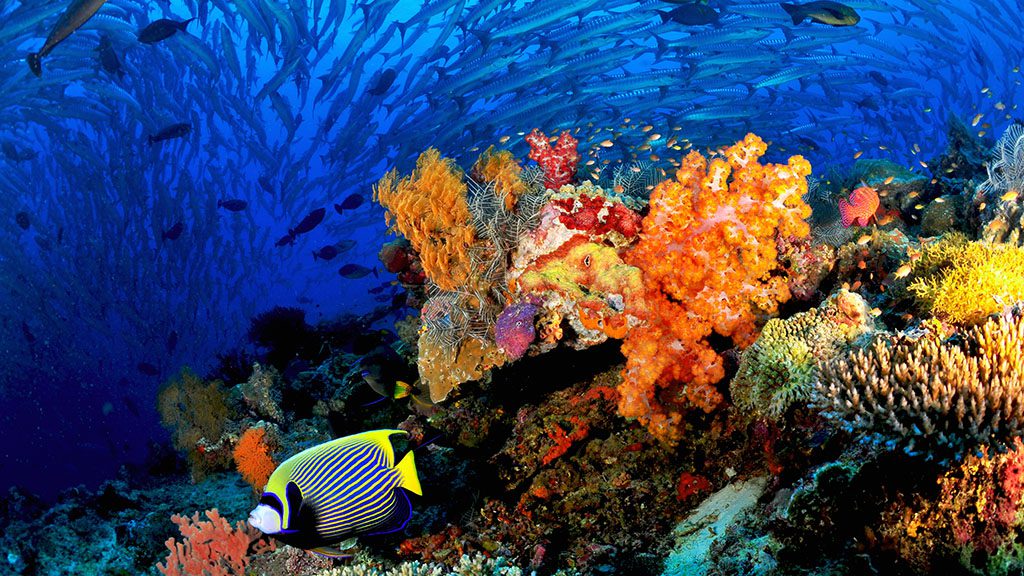 Diving sipadan malaysia sipadan coral and schooling barracuda 1329543440 1024