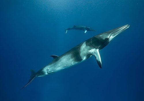 2022 minke whale trips with pro dive cairns