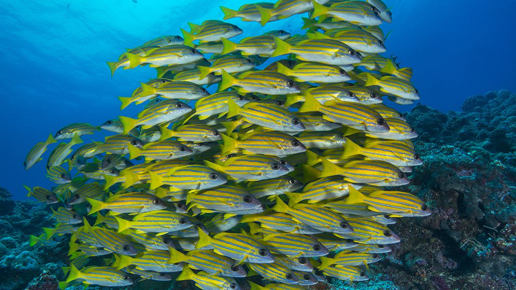 Palau jayne jenkins blue line snapper jj31862