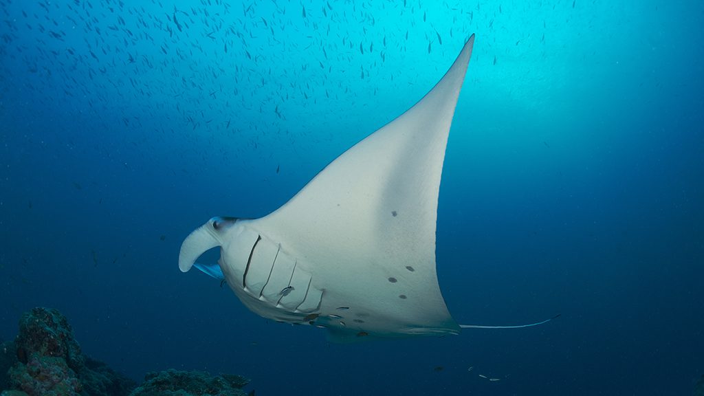 Palau jayne jenkins german channel manta jj31930