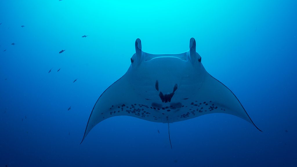 Palau jayne jenkins german channel manta jj34343