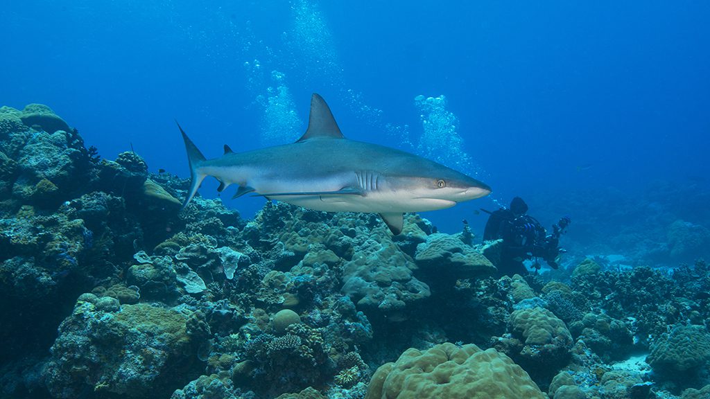 Palau jayne jenkins grey reef shark jj36063