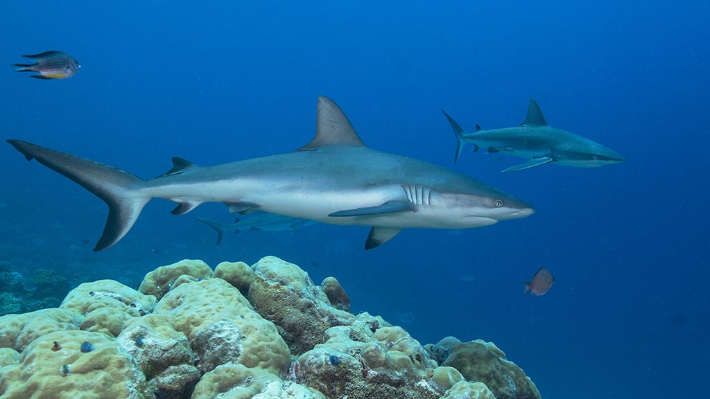 Palau jayne jenkins grey reef sharks jj35986