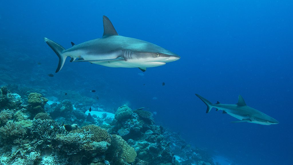 Palau jayne jenkins grey reef sharks jj36032