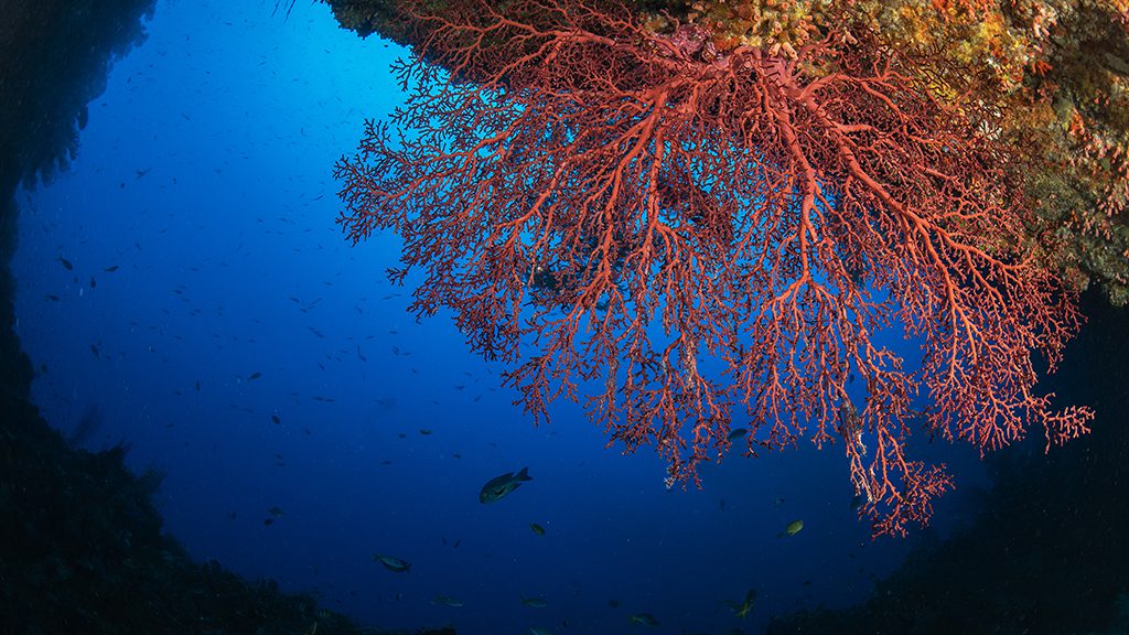 Palau jayne jenkins siaes tunnel fan jjz 0055 copy