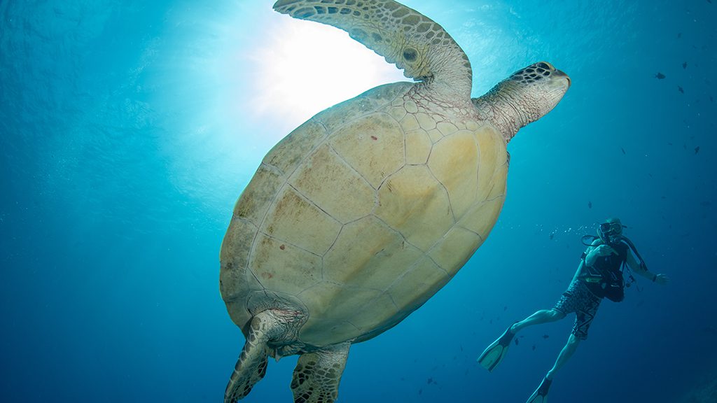 Palau jayne jenkins turtle and diver jjz 9271 copy