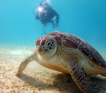Palawan diving offers friendly turtles, dugongs and pretty reefs. Coron has the best wreck diving in the Philippines and there are fresh and saltwater lakes