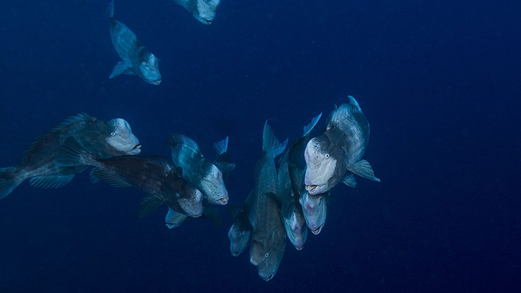 Palau is the capital of big stuff. The best place in the world to dive with sharks, mantas and big schools of pelagic fish as well as harmless jellyfish