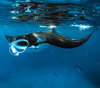 The best places for diving, snorkeling or just swimming with manta rays: Coffs Harbour, Lady Elliot Island, Fiji, Cocos Keeling Islands, Bali and Palau