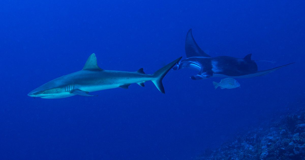Diving French Polynesia | French Polynesia Liveaboards | Diving Tahiti Feature340 Diving French Polynesia offers some of the world’s healthiest reefs. Highlights include Rangiroa's groupers, Fakarava sharks and Moorea's humpback whales.