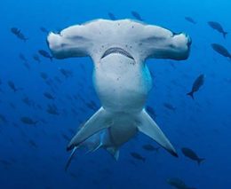 Diving Galapagos Islands in Ecuador. This remote archipelago is considered the best diving destination in the world with whale sharks, mantas & hammerheads