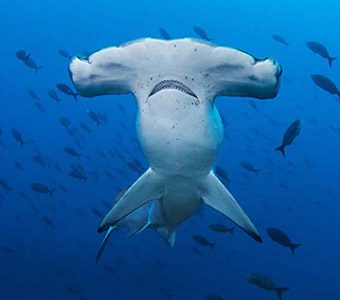 Diving Galapagos Islands in Ecuador. This remote archipelago is considered the best diving destination in the world with whale sharks, mantas & hammerheads