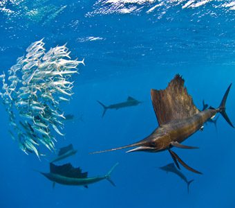 Diving Mexico: oceanic mantas at Socorro, great white sharks at Guadalupe, coral reefs, cenotes, whale sharks, sailfish & crocodiles in Yucatan Peninsula.