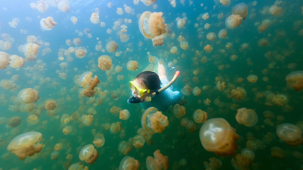 Palau is the capital of big stuff. The best place in the world to dive with sharks, mantas and big schools of pelagic fish as well as harmless jellyfish