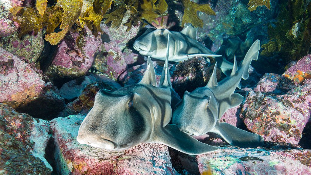 Sharks learn from each other | Macquarie University Shark Few people think of sharks as intelligent and socially complex animals, but a recent study shows that sharks can learn from each other