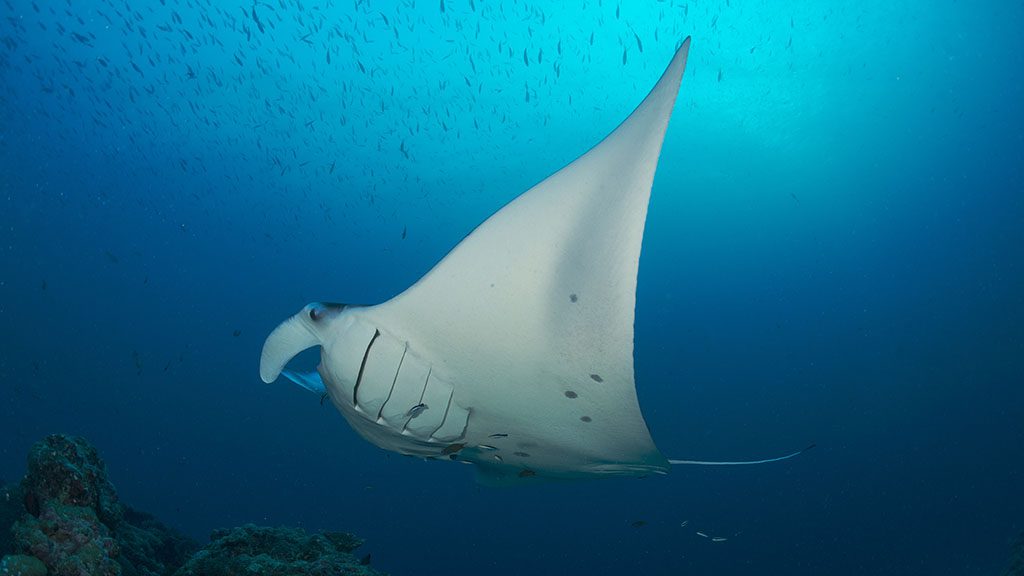 Palau is the capital of big stuff. The best place in the world to dive with sharks, mantas and big schools of pelagic fish as well as harmless jellyfish